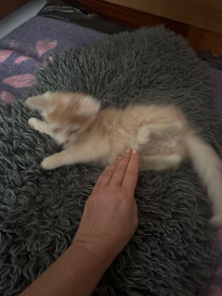 Віддам кошеня в добрі руки, котики, кошеня, котик