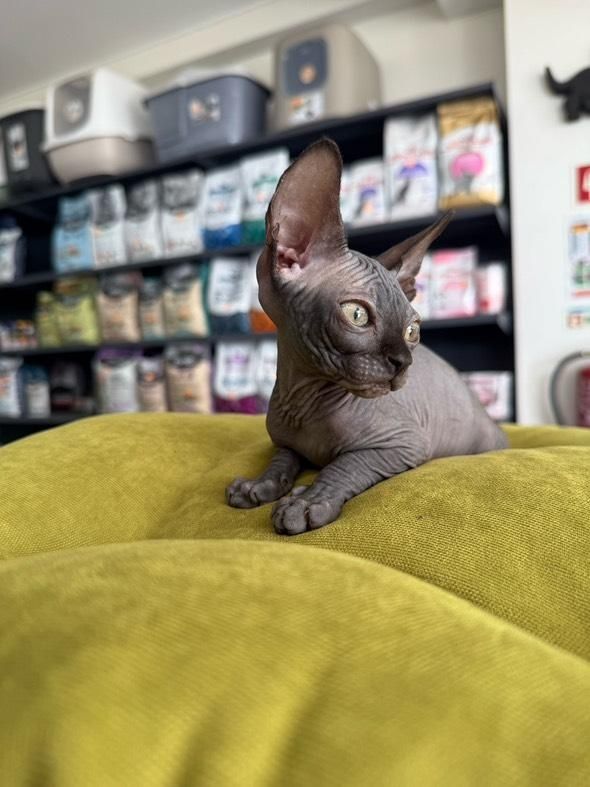 Sphynx Blue - Menino