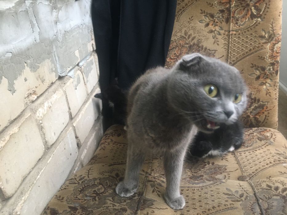 Одам за символічну ціну