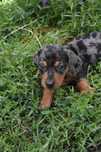 Jamnik blue merle piesek