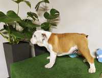 Buldog Angielski ZKwP FCI