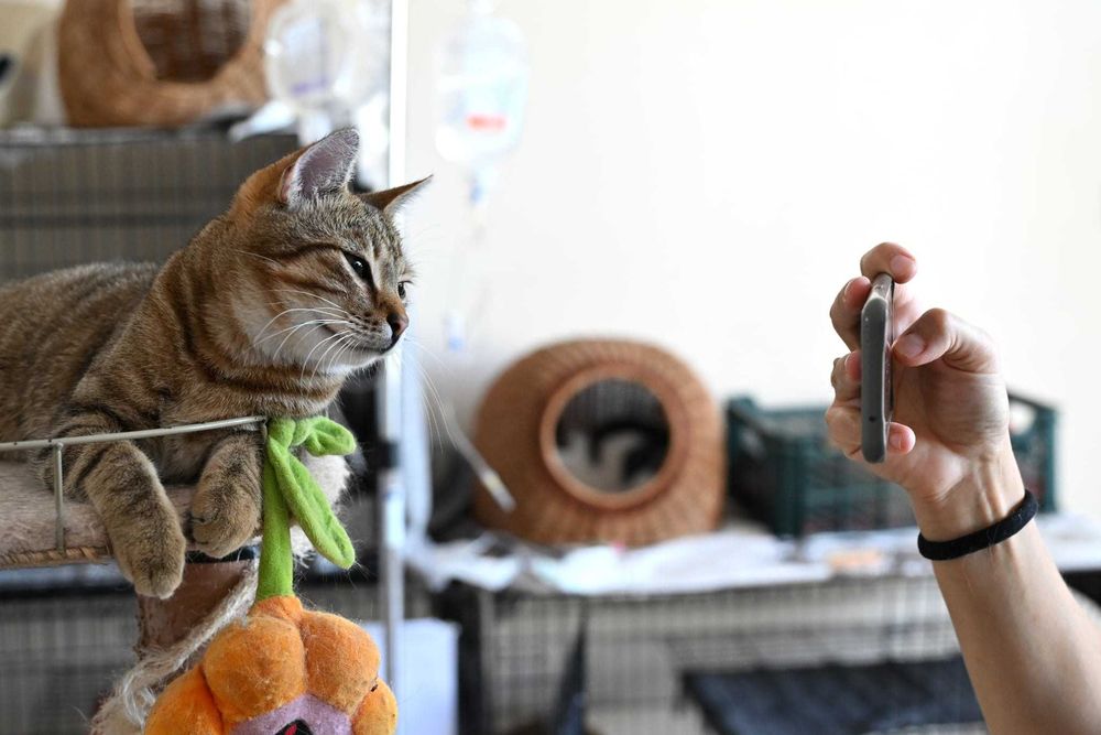 Burasek Zefirek szuka kochajacego domu