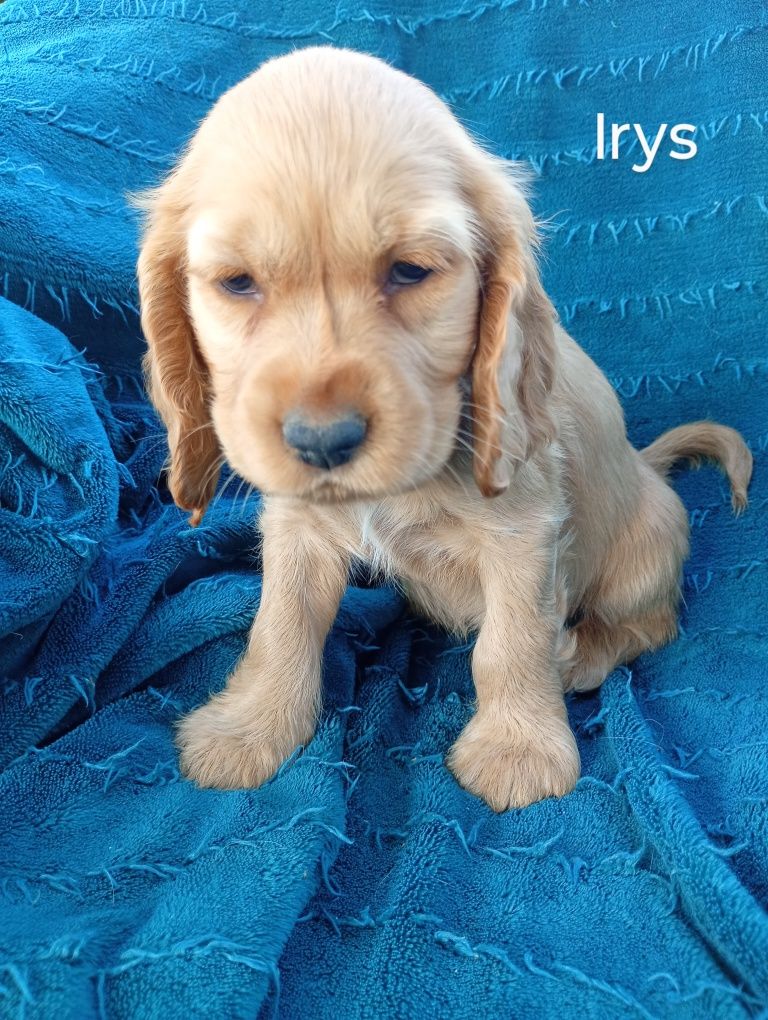 Cocker Spaniel angielski