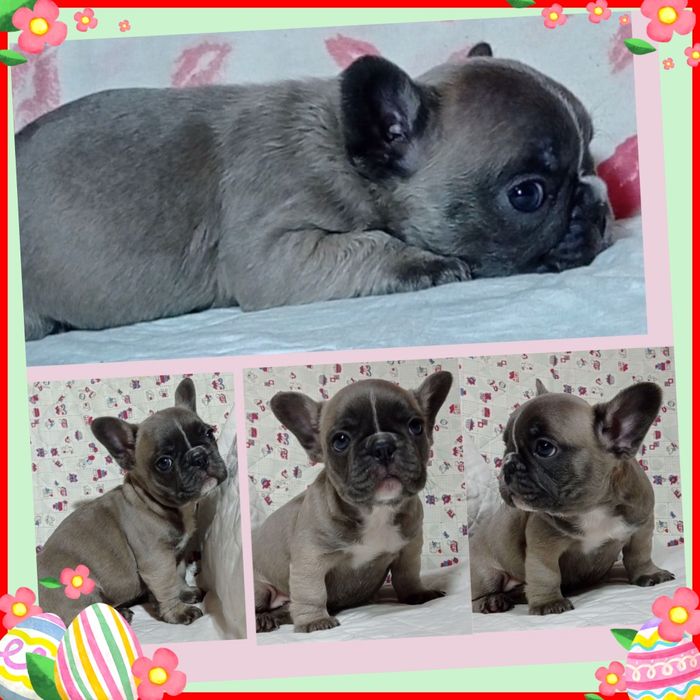 Чарівні французики