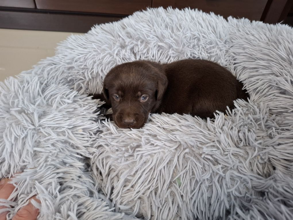 Labrador Retriever czekoladowy