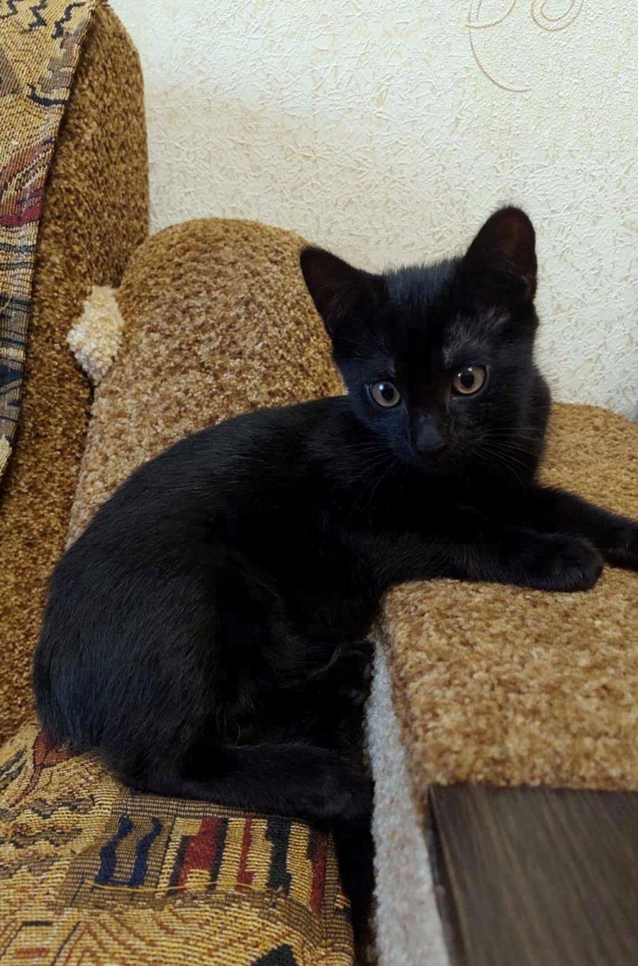 Маленький черный котёнок мальчик ищет дом! Котята! Отдам в хорошие рук