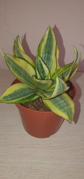 Сансевієрія  Ханні Sansevieria Hahnii
