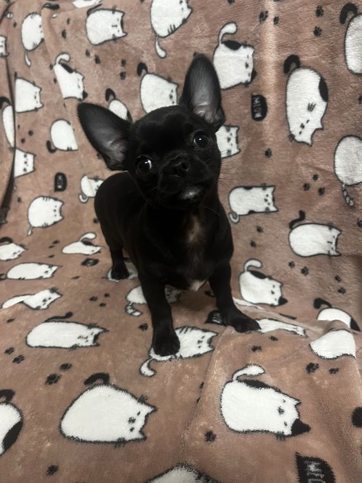 Чарівні щенята чихуахуа шукають люблячі родини!