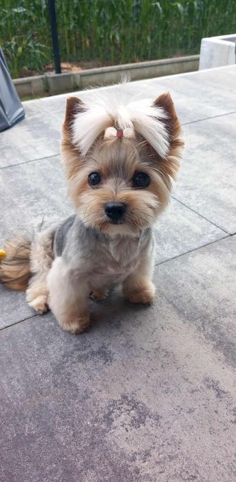 Domowy hotel dla psów