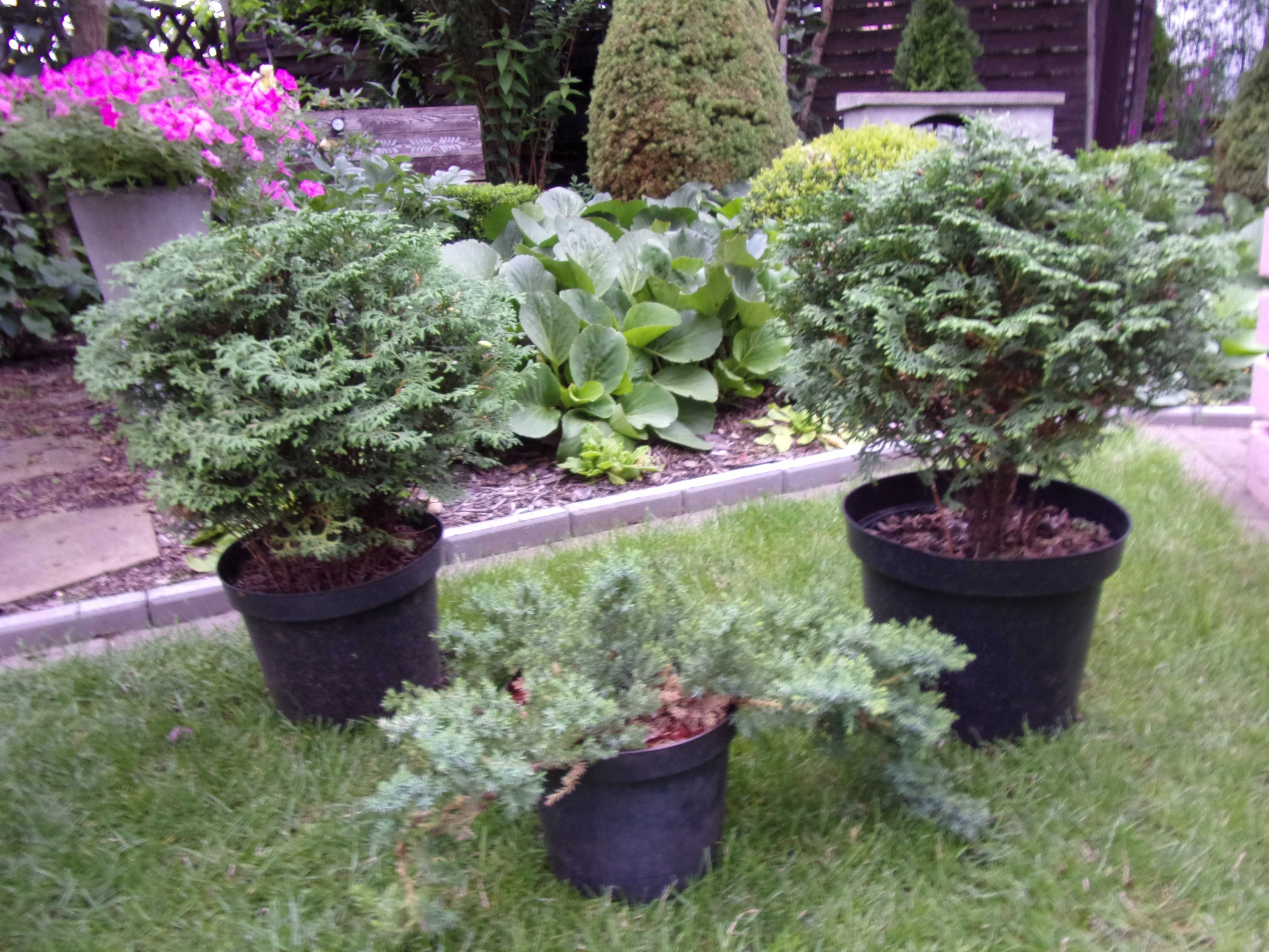 tuja na nodze na pniu kula wys 94cm gratis odbiór w Olsztynie