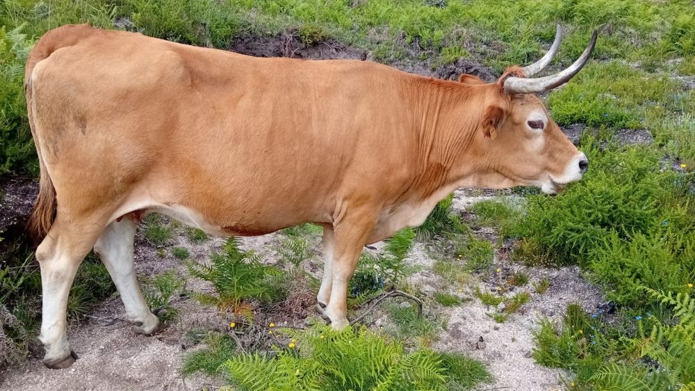 3 vacas disponíveis — 1 de raça autóctone Minhota