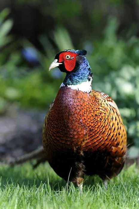 Bażant polny łowny