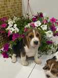 Beagle Śliczny szczeniak