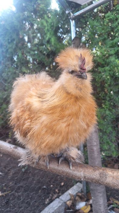 Sprzedam koguty czubatka silka jedwabista , silka satyna, kochin