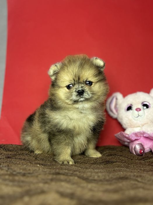 дівчинка блакитна ока тип ведмедик