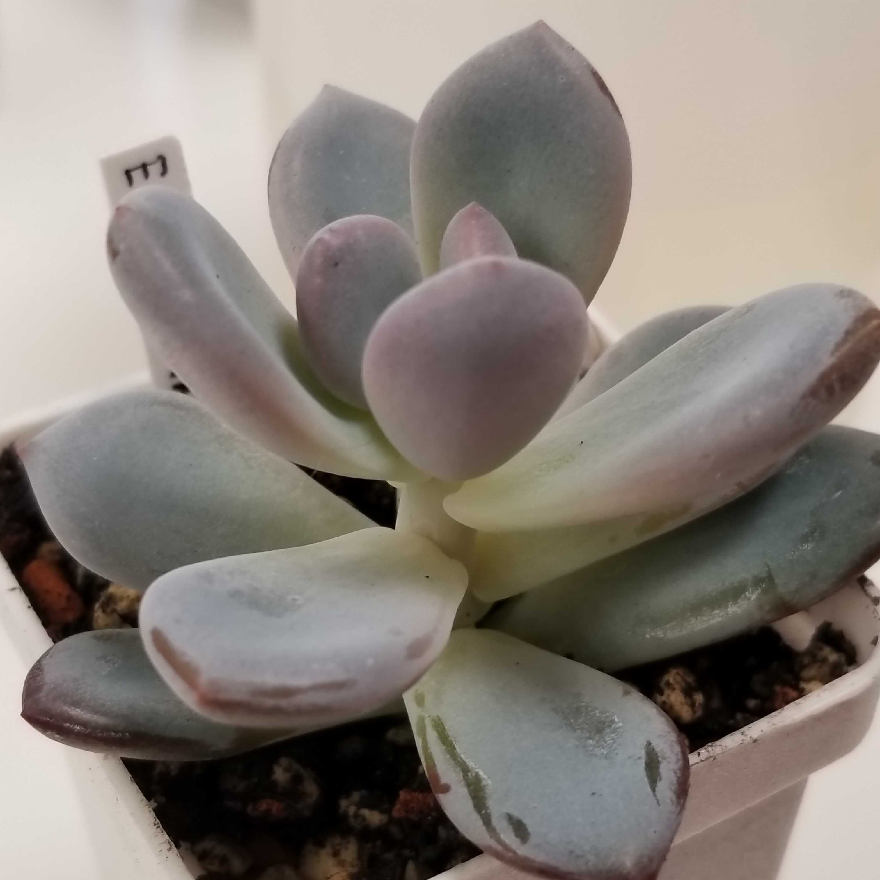 Pachyveria Lovely Pink