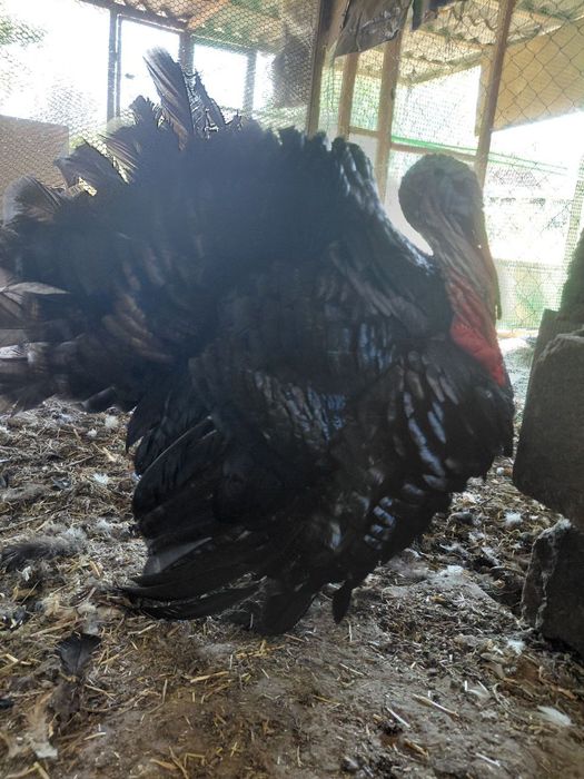 Продам індиків чорних