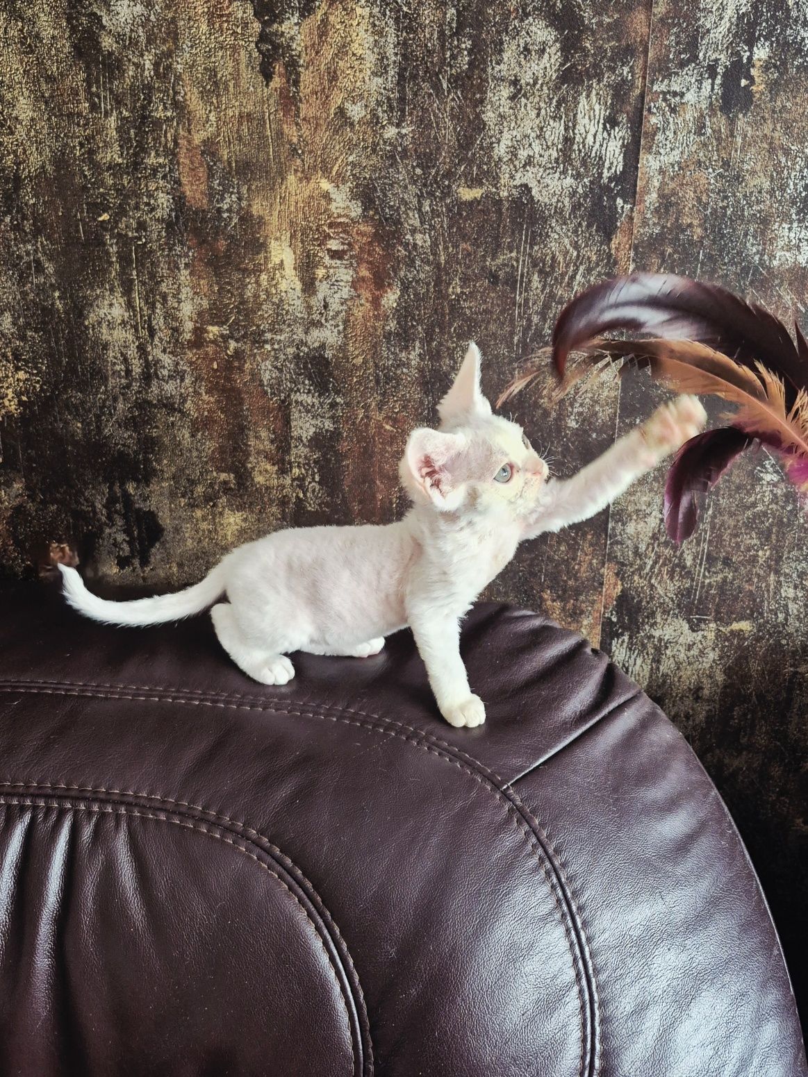 Koteczka Devon Rex