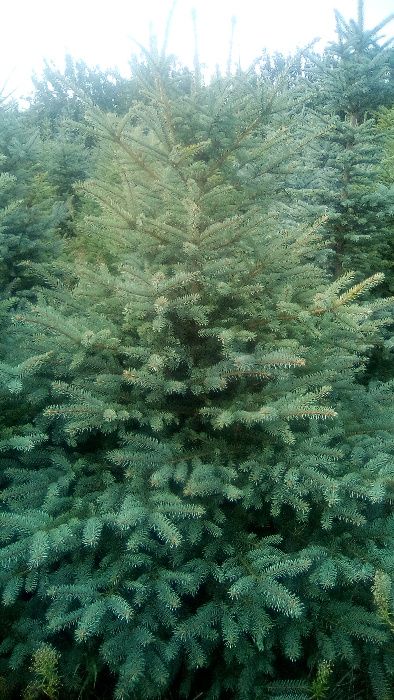 choinka, dowóz, świerk srebrny, pospolity, 1/2,5m