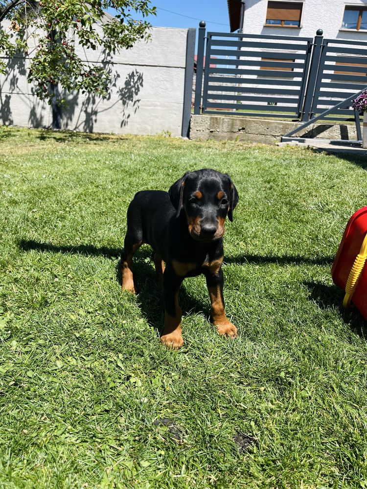 Doberman szczeniak!! Gotowy do odbioru!