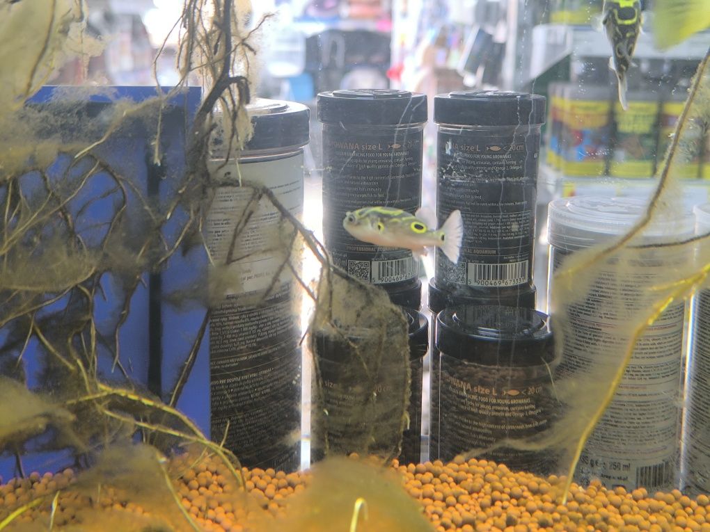 Peixe Balão Biocelatus (Tetraodon Biocelatus)