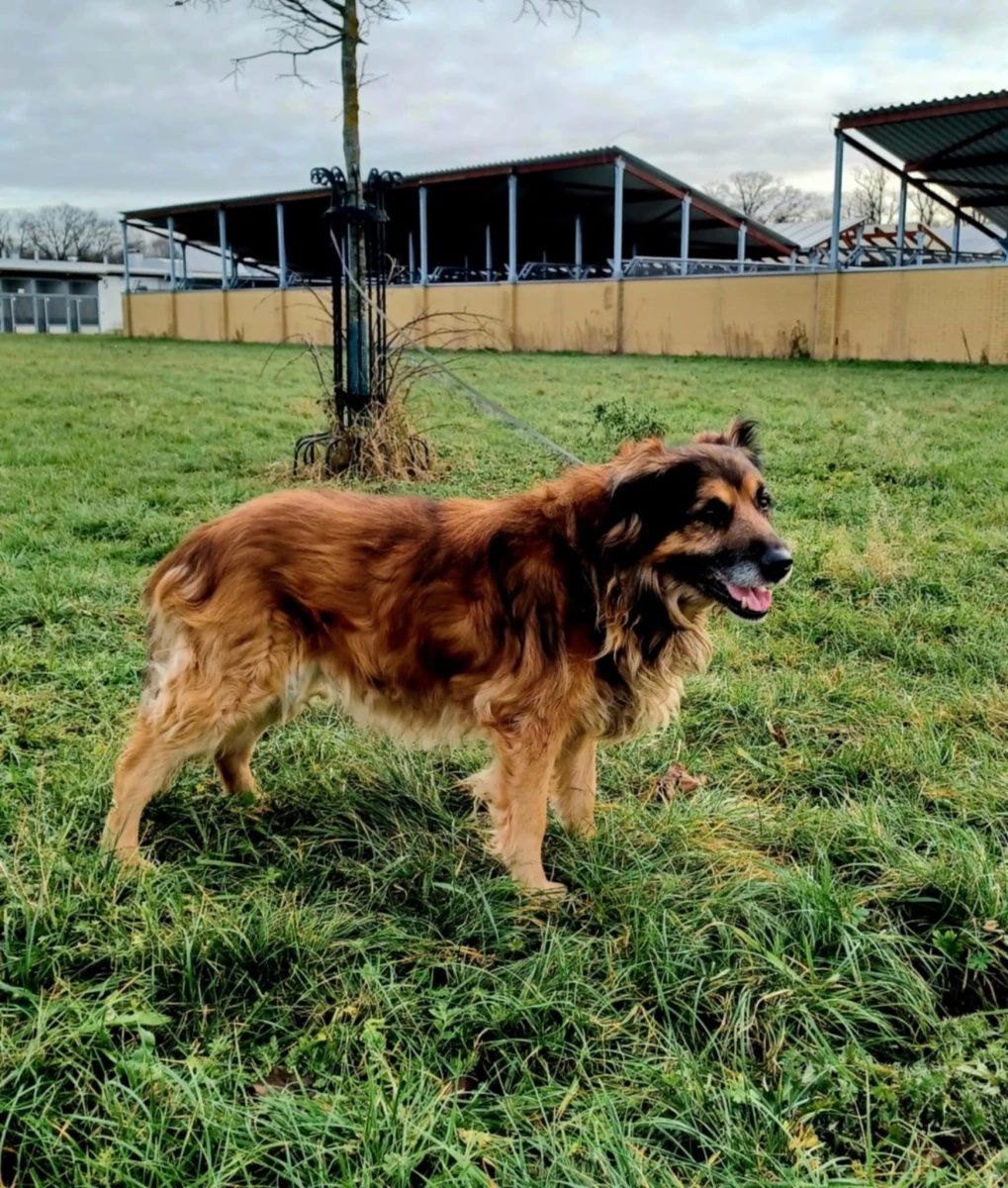 Puchaty piesek Morus do adopcji!