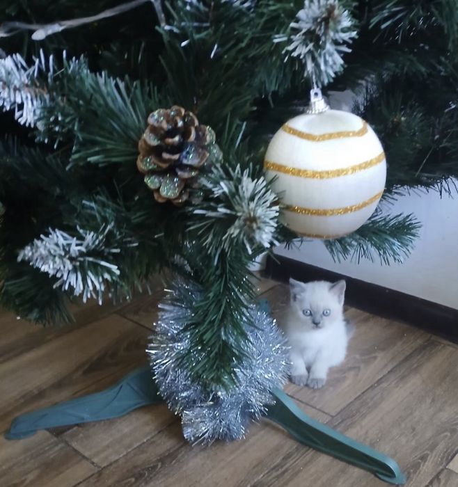 Продам чистокровних шотландських плюшевих кошенят