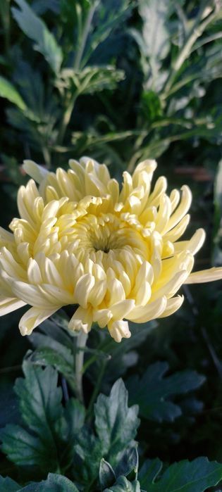 Sprzedam chryzantemy cięte