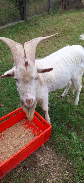 Kozioł cap saaneński