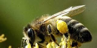 Бджоло матка кавказянка СГК