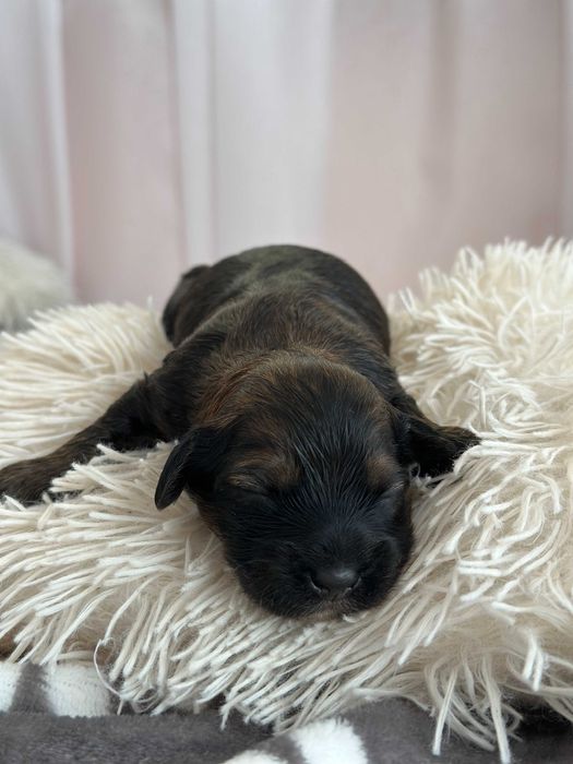 Cudny Hawańczyk samiec CZARUŚ :)