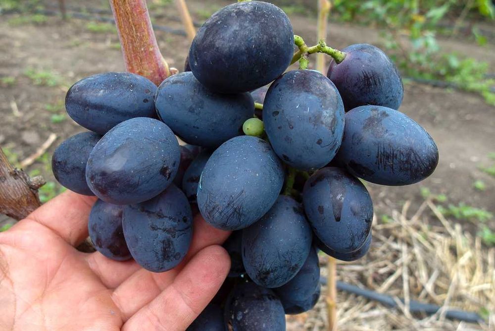 Geliodor, winogron beznasienny, sadzonki winorośli, kiszmisz