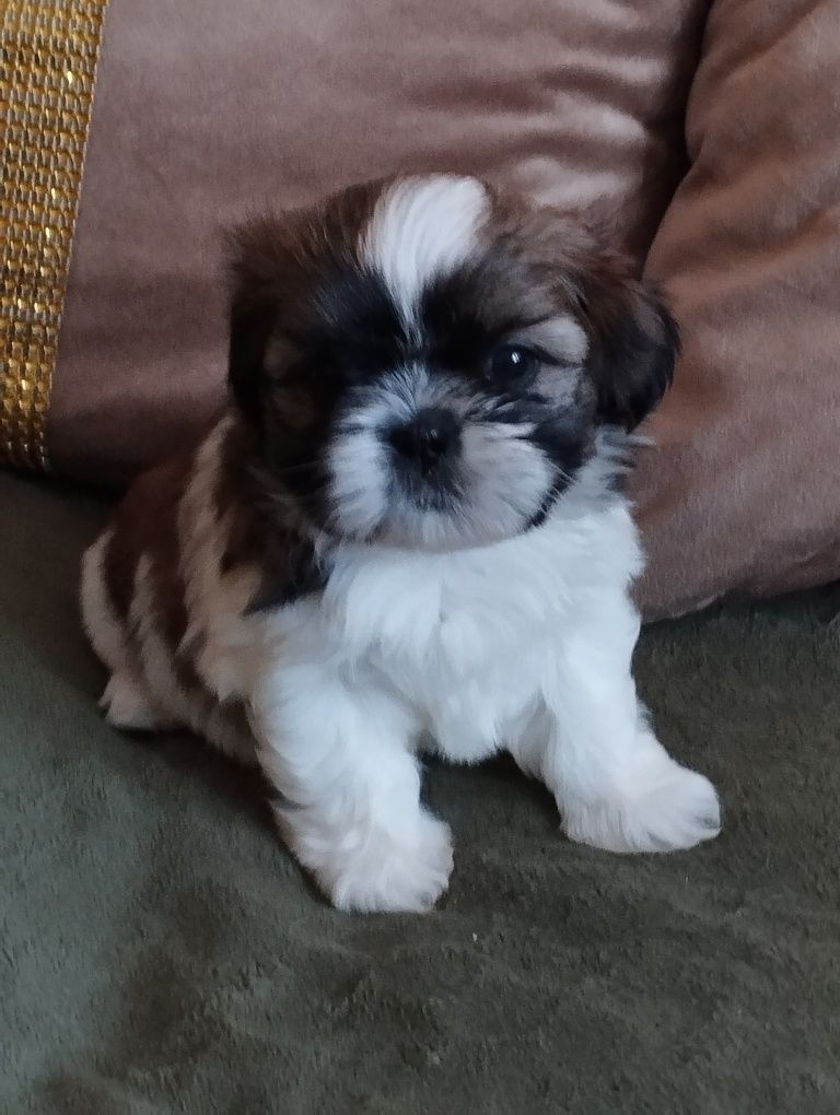 Shih TZU suczka do rezerwacji