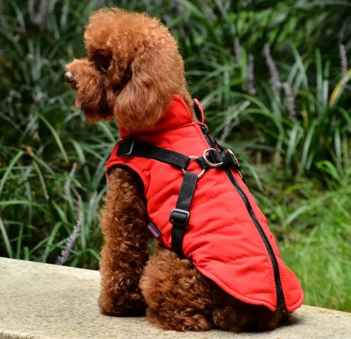 Комбінезон для собак. Мальтипу, Кокер, Джек Рассел, Такса, Йорк.