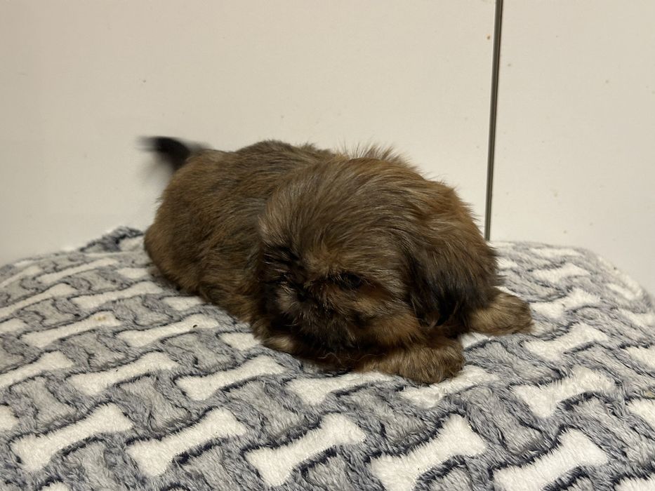 Czekoladowa sunia shih tzu DO ODBIORU