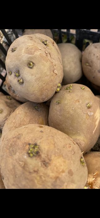 Ziemniaki sadzeniaki, Riviera, colombo, soraya, quean itp. 781+824+381