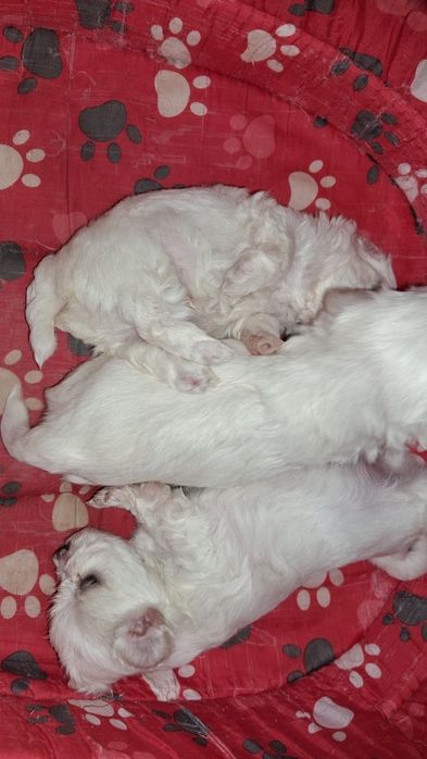 Maltańczyk szczeniak  Rodowód