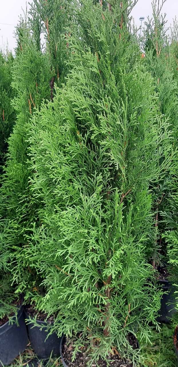 Tuja Szmaragd 100CM Wys hodowane w doniczce THUJA SMARAGD