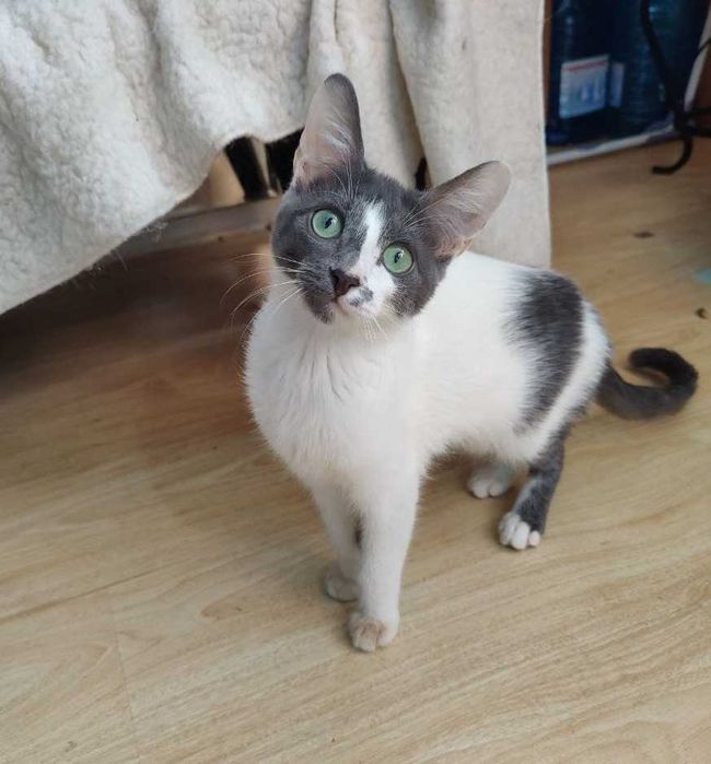 Милый, веселый и безупречно красивый котенок Аскольд, 4 месяца