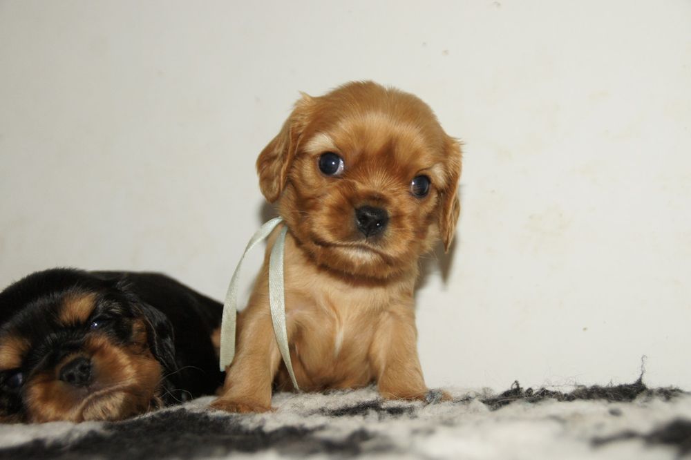Cavalier King Charles Spaniel FCI, ruby piesek