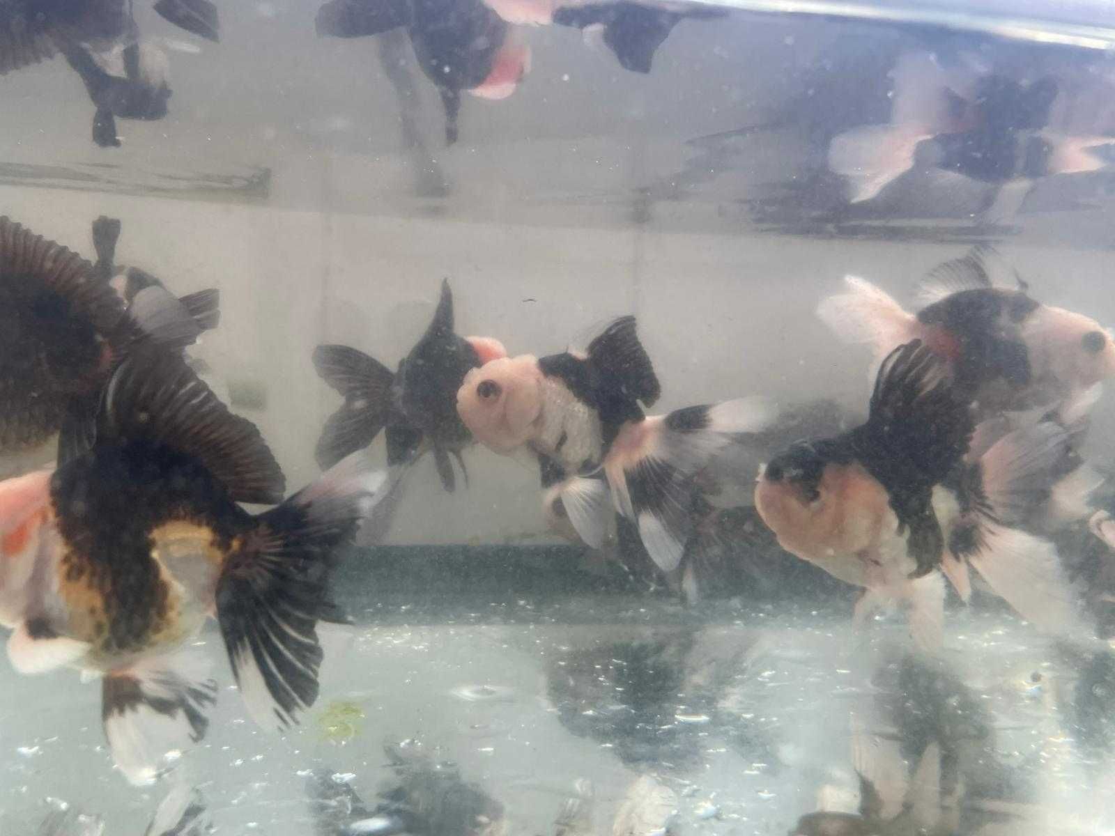 Oranda Panda 8cm
