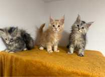 Maine Coon - z rodowodem