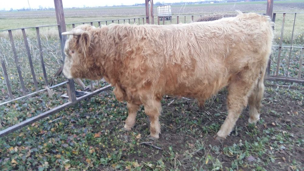 Młody byk mięsny Highland (480 kg)