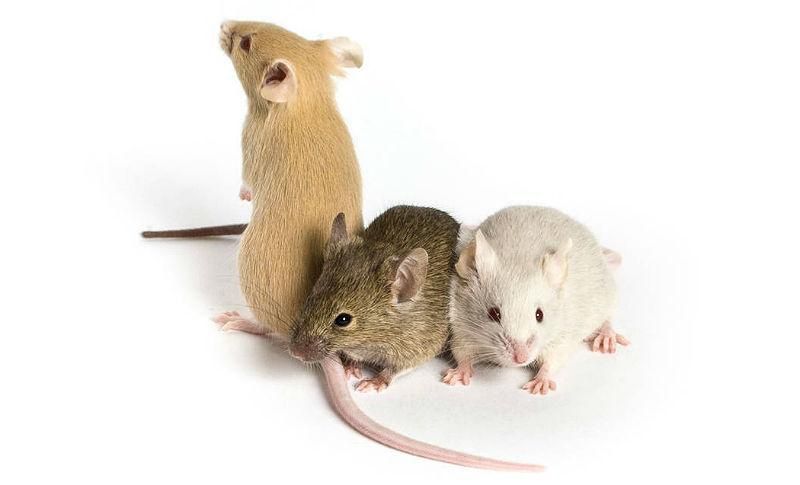 Домашні миші декоративні різнокольорові доставка мышки мышь мыши
