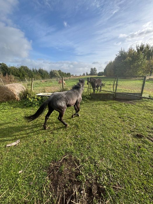 Kucyk ogierek Tarant