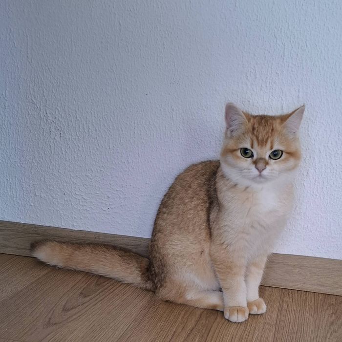 Золота шиншила ny12