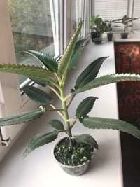 Лечебный каланхоэ - комнатное растение