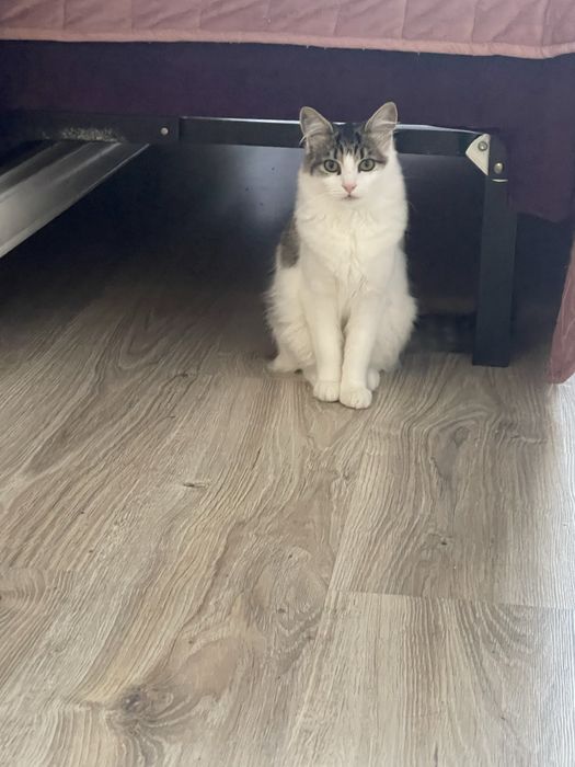 Кошенята хочуть в добрі руки