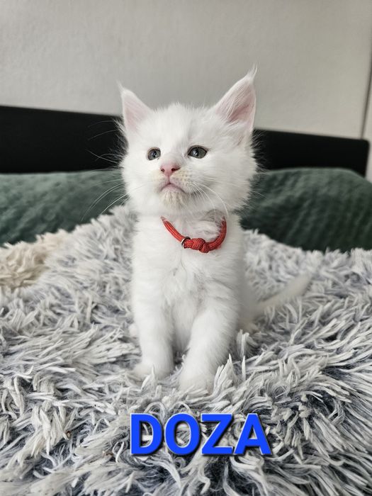 DOZA Kotka Maine Coon