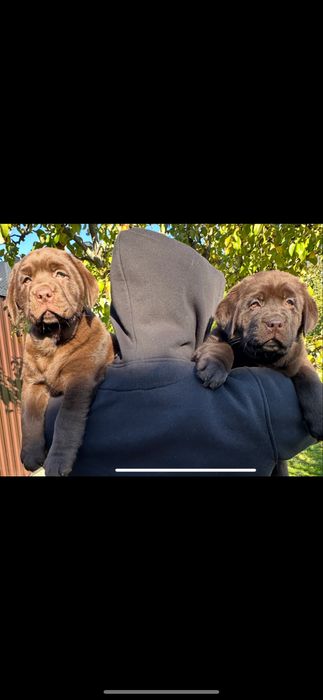 Лабрадори ретривери